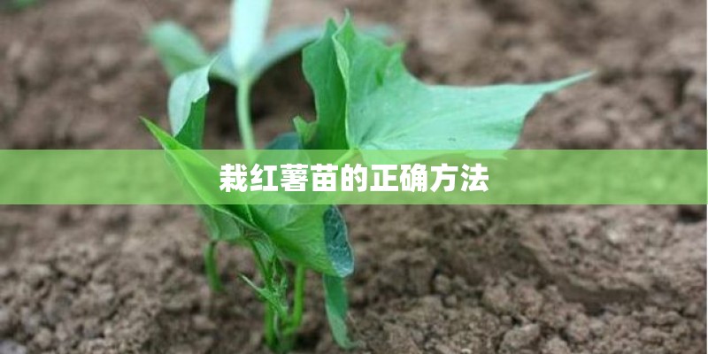 栽红薯苗的正确方法