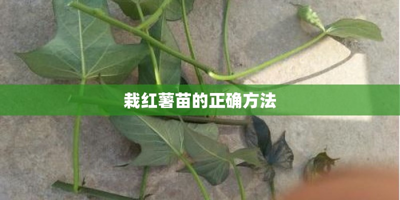 栽红薯苗的正确方法 栽红薯苗的正确方法