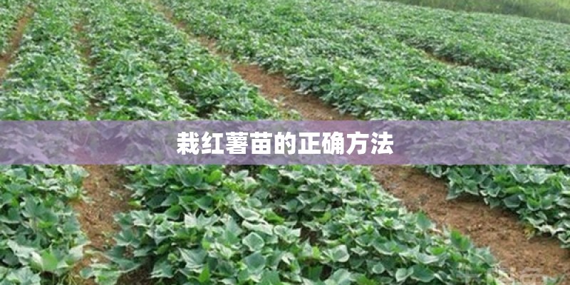 栽红薯苗的正确方法 栽红薯苗的正确方法