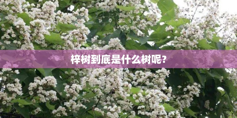 梓树到底是什么树呢？