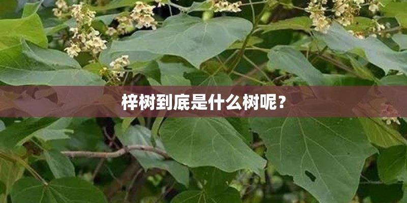 梓树到底是什么树呢？