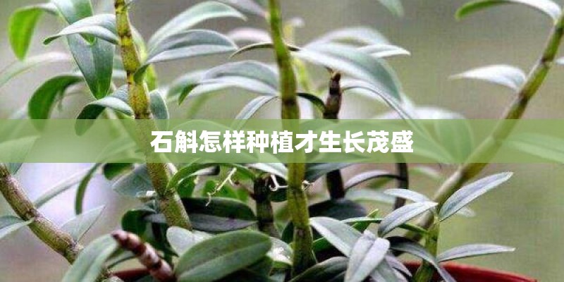 石斛怎样种植才生长茂盛