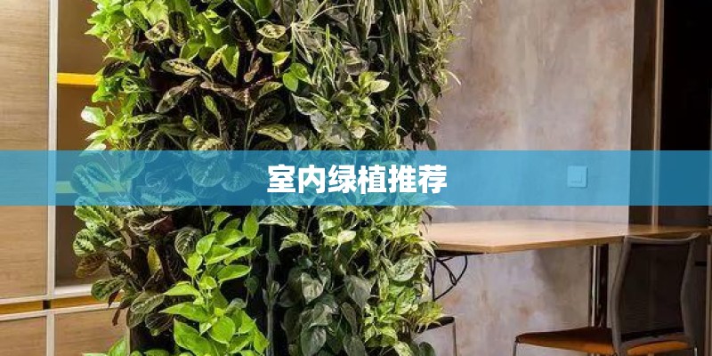 室内绿植推荐