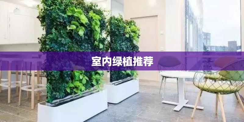 室内绿植推荐