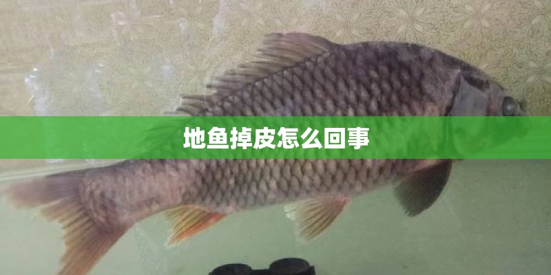 地鱼掉皮怎么回事 地鱼掉皮怎么回事