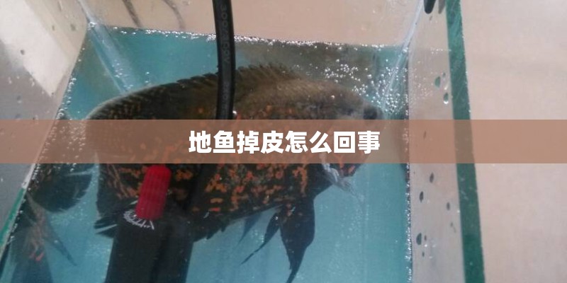 地鱼掉皮怎么回事 地鱼掉皮怎么回事