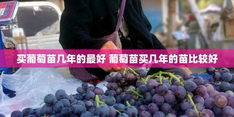 买葡萄苗几年的最好 葡萄苗买几年的苗比较好
