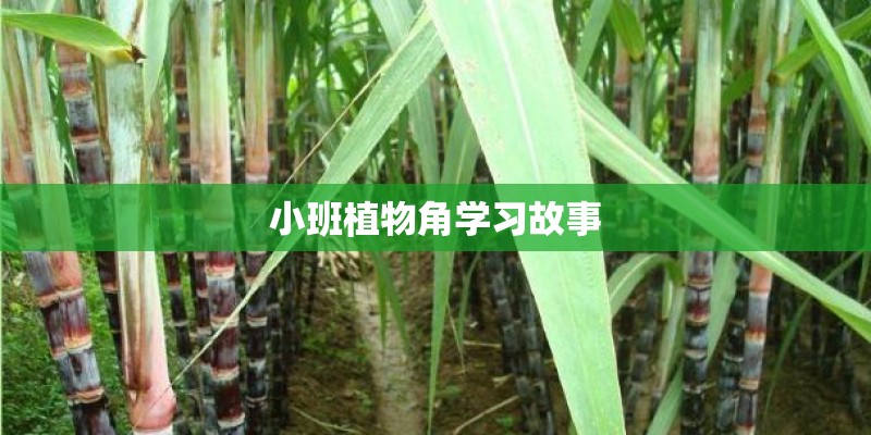 小班植物角学习故事