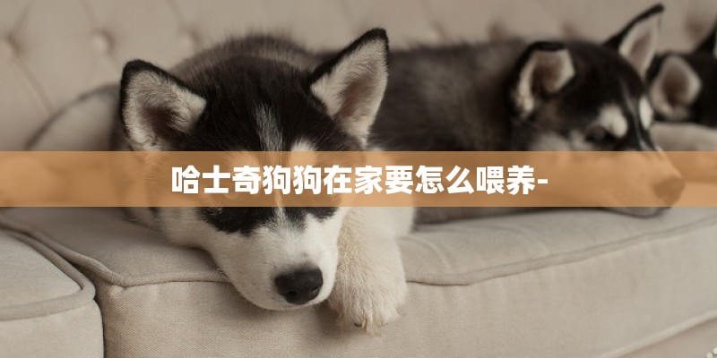 哈士奇狗狗在家要怎么喂养-