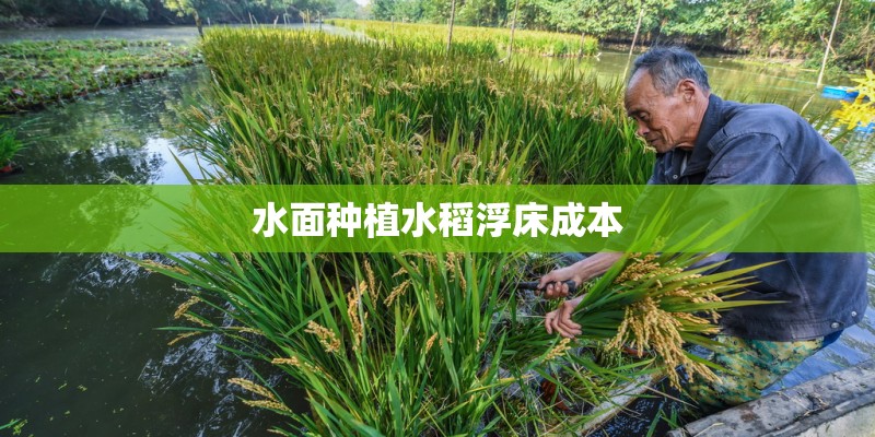 水面种植水稻浮床成本