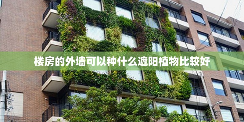 楼房的外墙可以种什么遮阳植物比较好