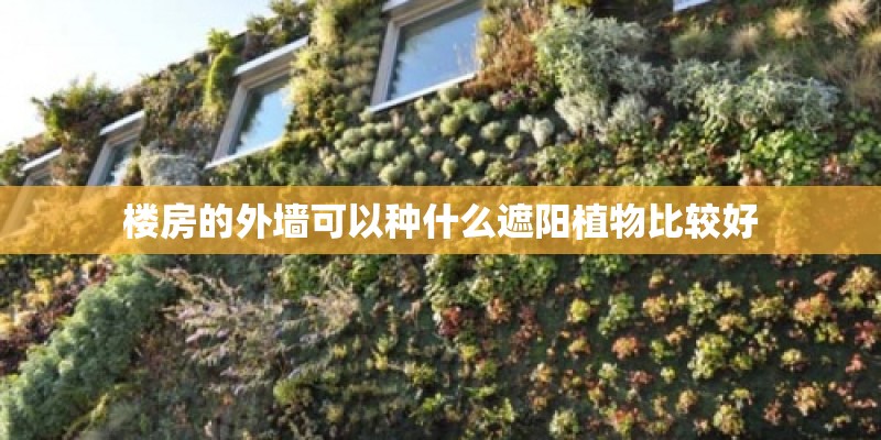 楼房的外墙可以种什么遮阳植物比较好