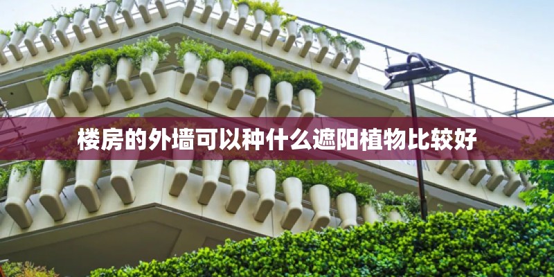 楼房的外墙可以种什么遮阳植物比较好
