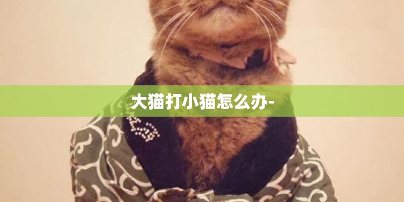 大猫打小猫怎么办-