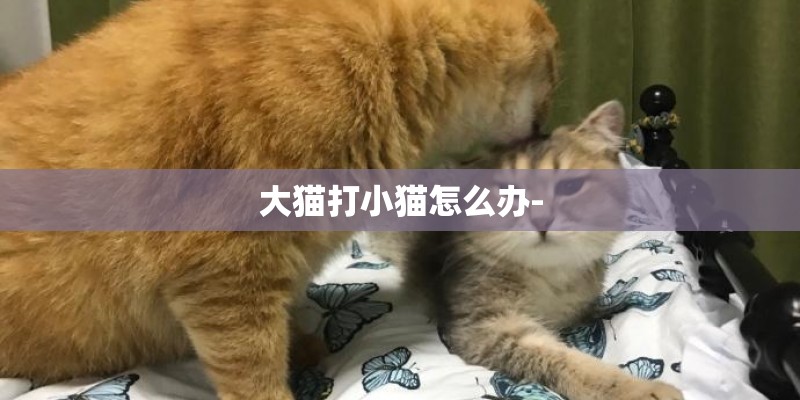大猫打小猫怎么办-