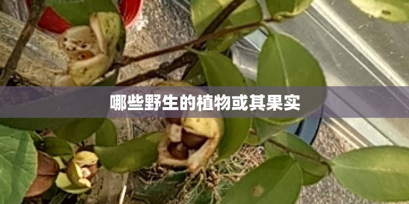 哪些野生的植物或其果实