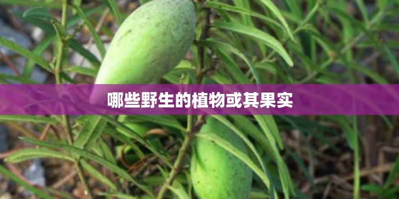 哪些野生的植物或其果实