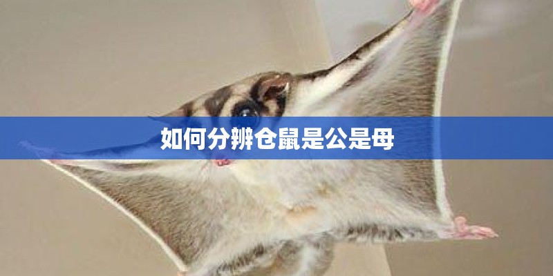 如何分辨仓鼠是公是母