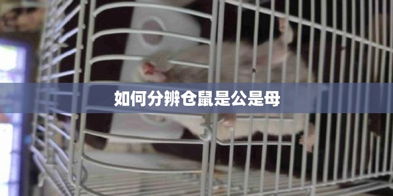 如何分辨仓鼠是公是母