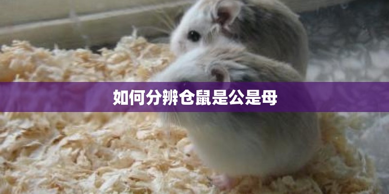 如何分辨仓鼠是公是母