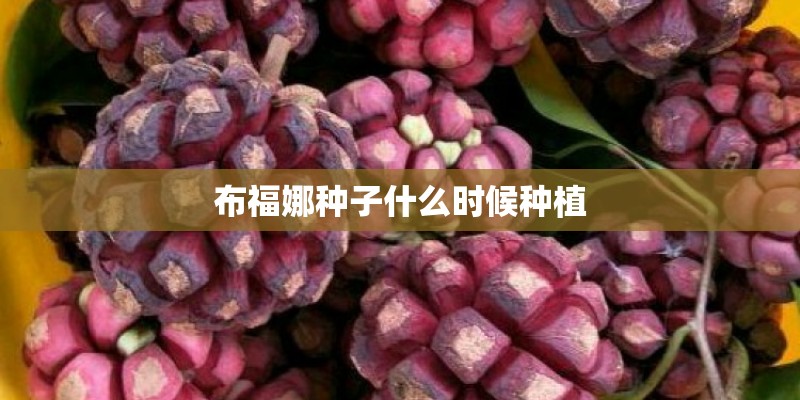 布福娜种子什么时候种植
