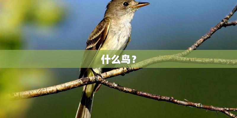 什么鸟？