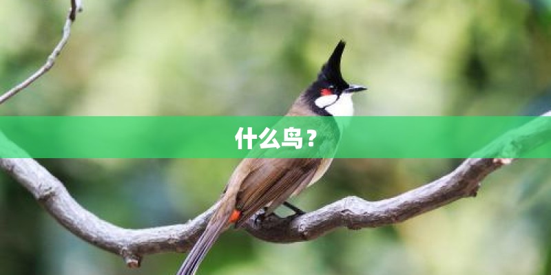什么鸟？