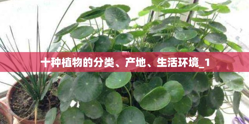 十种植物的分类、产地、生活环境_1