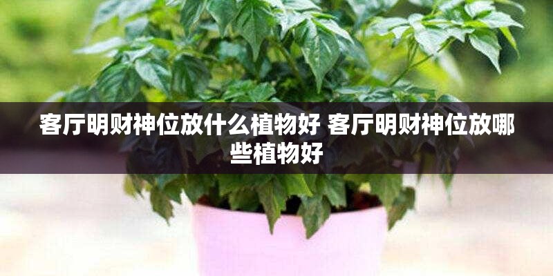 客厅明财神位放什么植物好 客厅明财神位放哪些植物好