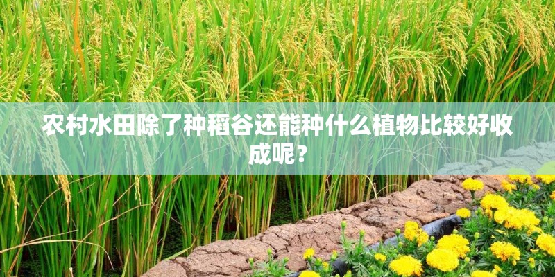 农村水田除了种稻谷还能种什么植物比较好收成呢？