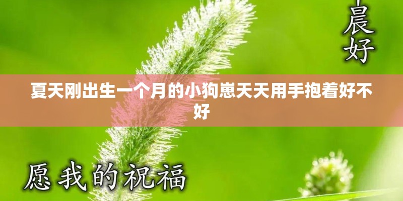 夏天刚出生一个月的小狗崽天天用手抱着好不好