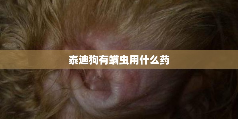 泰迪狗有螨虫用什么药