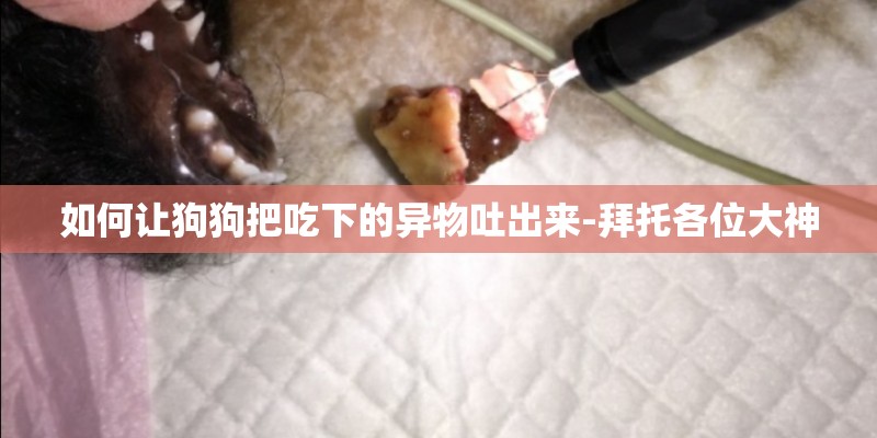 如何让狗狗把吃下的异物吐出来-拜托各位大神