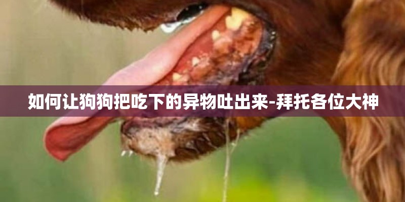 如何让狗狗把吃下的异物吐出来-拜托各位大神