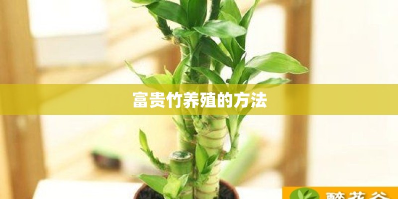 富贵竹养殖的方法