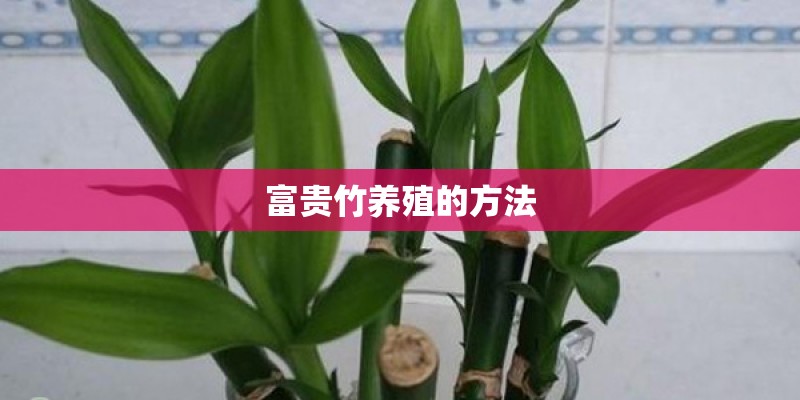 富贵竹养殖的方法