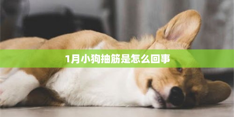 1月小狗抽筋是怎么回事