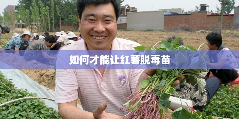 如何才能让红薯脱毒苗