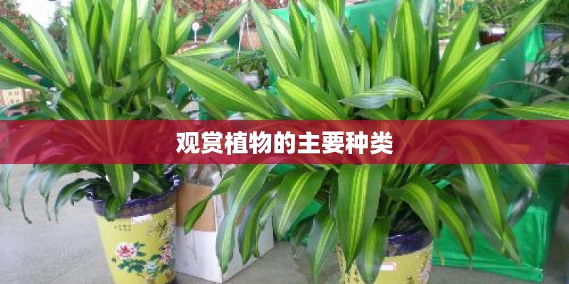 观赏植物的主要种类