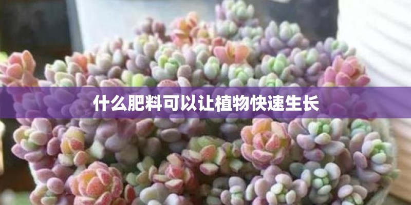 什么肥料可以让植物快速生长