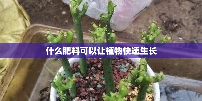 什么肥料可以让植物快速生长