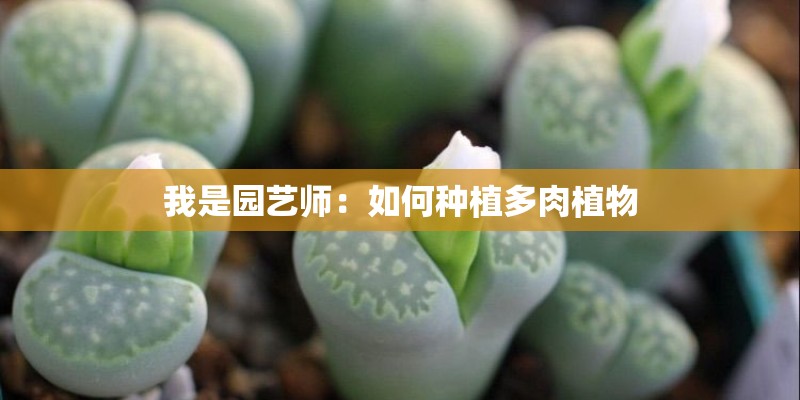 我是园艺师：如何种植多肉植物