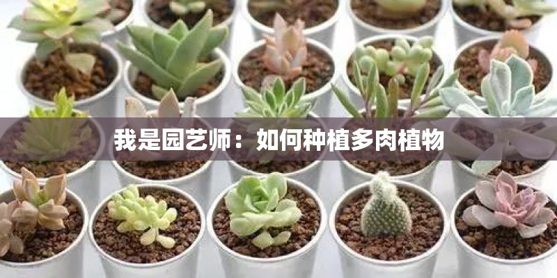 我是园艺师：如何种植多肉植物