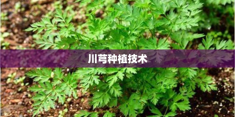 川芎种植技术