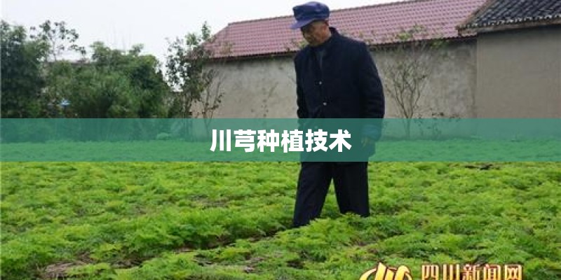 川芎种植技术