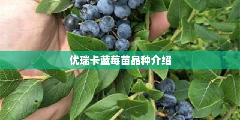 优瑞卡蓝莓苗品种介绍