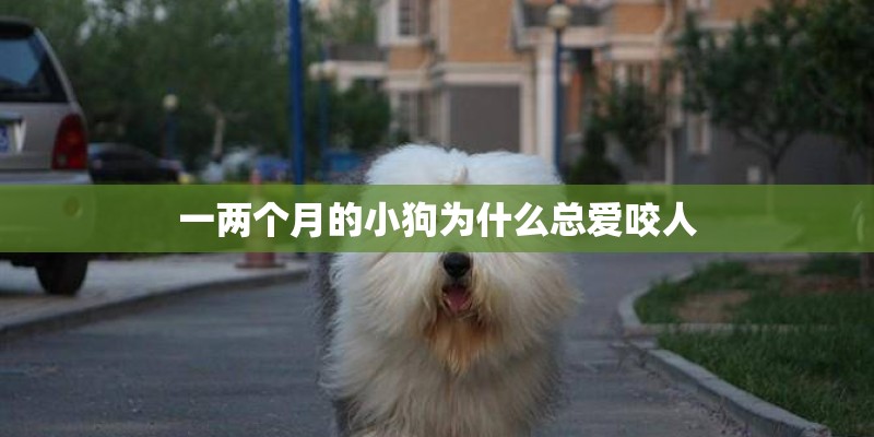 一两个月的小狗为什么总爱咬人