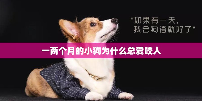 一两个月的小狗为什么总爱咬人