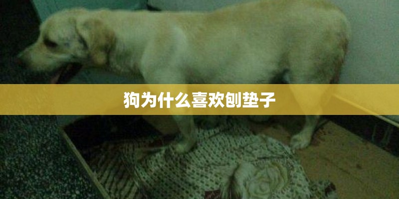 狗为什么喜欢刨垫子