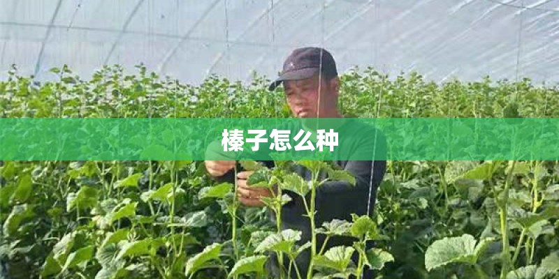 榛子怎么种